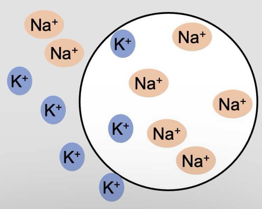 <p>Potassium in, sodium out</p>