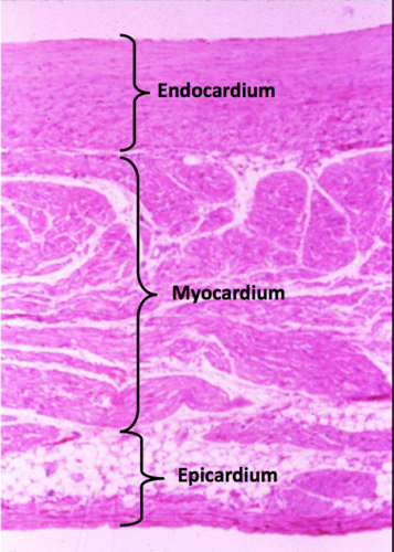 <p>What are the <strong>three layers</strong> of the heart?</p>