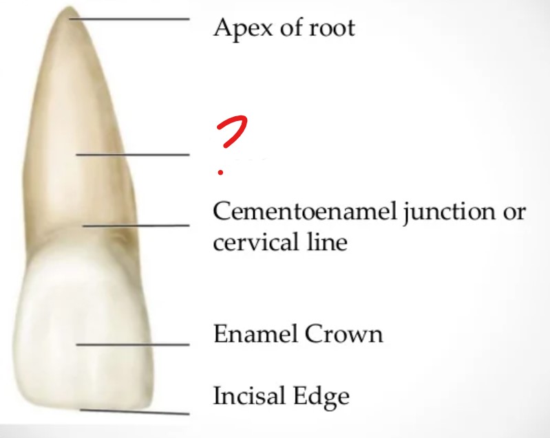 <p>Labial View</p>