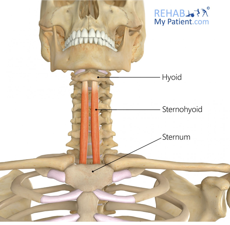 <p>sternohyoid</p>