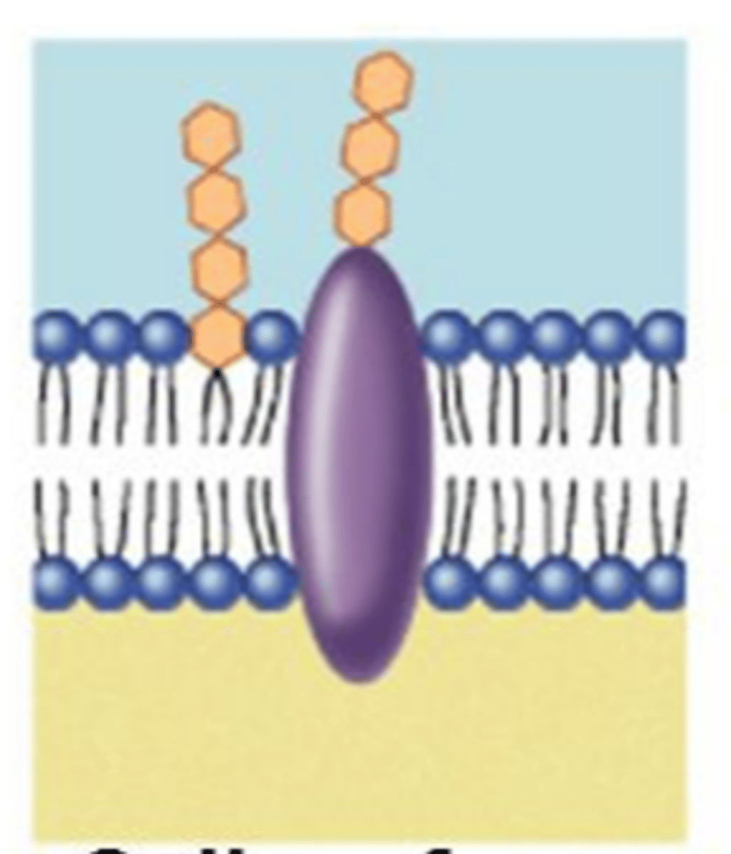 <p>Membrane proteins that acts as a marker protein; contain a carbohydrate (sugar) chain; often serve as markers that help identify the cell and aide in cell-to-cell recognition</p>