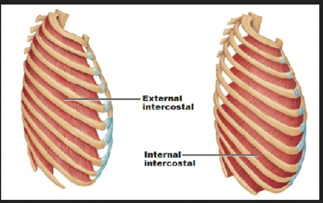 <p>nothing on origin and insertion</p><p>Actions: Lower ribs-aids in forced expiration</p>