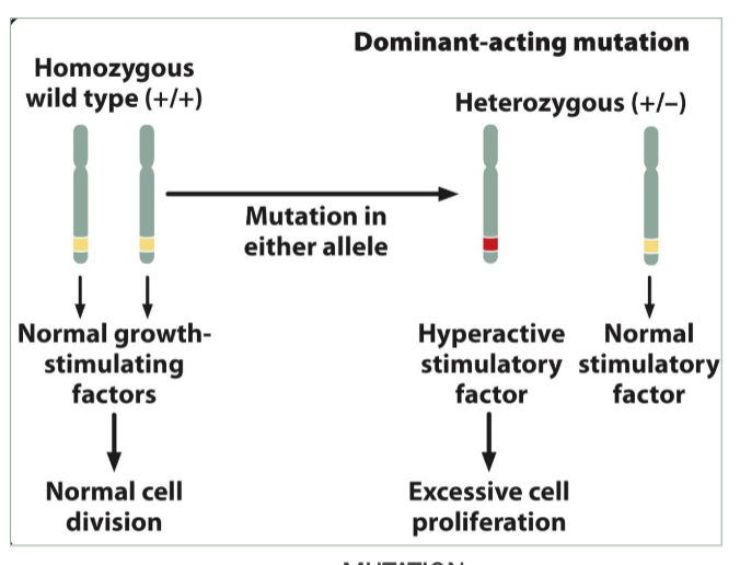 <p>Stimulate cell division</p><p>Dominant-acting genes (need one copy)</p>