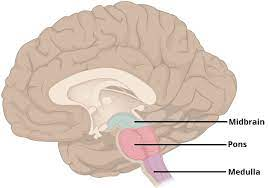 <p>-L: above medulla on brainstem</p><p>-F: controls sleep, dreams, and facial expressions</p><ul><li><p>connects multiple brain areas (medulla and cerebellum)</p></li><li><p>info processing</p></li><li><p>involved in control of breathing</p></li><li><p>coordinates movement</p></li></ul>