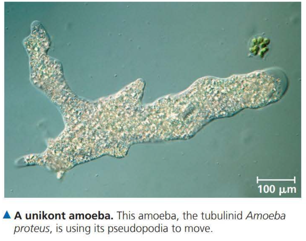 <p>This supergroup of eukaryotes includes amoebas that have lobe- or tube-shaped pseudopodia, as well as animals, fungi, and non-amoeba protists that are closely related to animals or fungi</p>