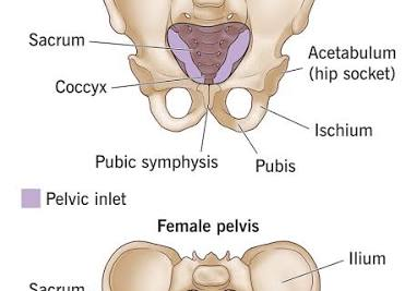 <p>hip and groin</p>