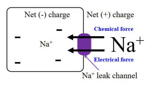 <ul><li><p>There is more Na⁺ outside the cell than the inside. </p></li><li><p>The chemical force acts to push Na⁺ into the cell, to achieve a state of equilibrium. </p></li><li><p>The electrical force acts to push Na⁺ into the cell.</p></li><li><p>Net charge inside the cell is negative, and the net charge outside the cell is positive.</p></li></ul><p></p>