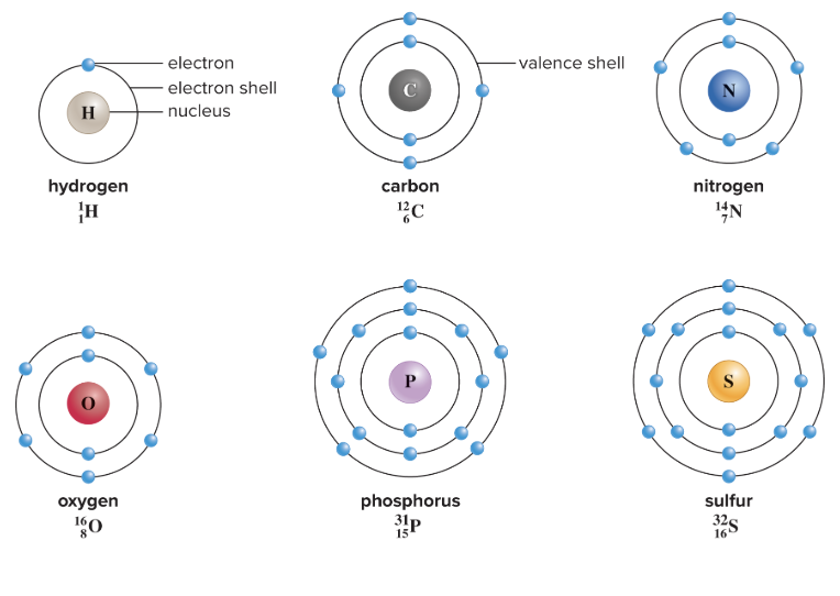 Figure 2.6 Bohr models of atoms.