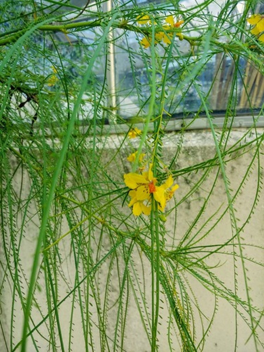 <p>Parkinsonia aculeata,<br>Fabaceae</p>