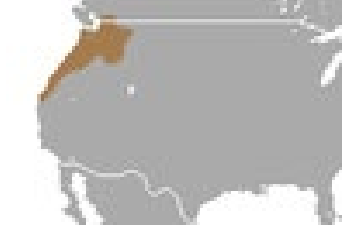 <p>Which species fits the following habitat and management concerns?</p><p><br>Habitat: fossorial animals that construct burrows in a wide variety of habitats; found in nearly every habitat within their range, excluding we swampy ground, they even burrow in sand in close proximity to shifting dunes</p><p>Management issues: Aerate soil and control insect pests; considered pests in yards, golf courses, and agricultural areas</p>