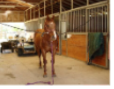 <p>horse restraint #3 </p>