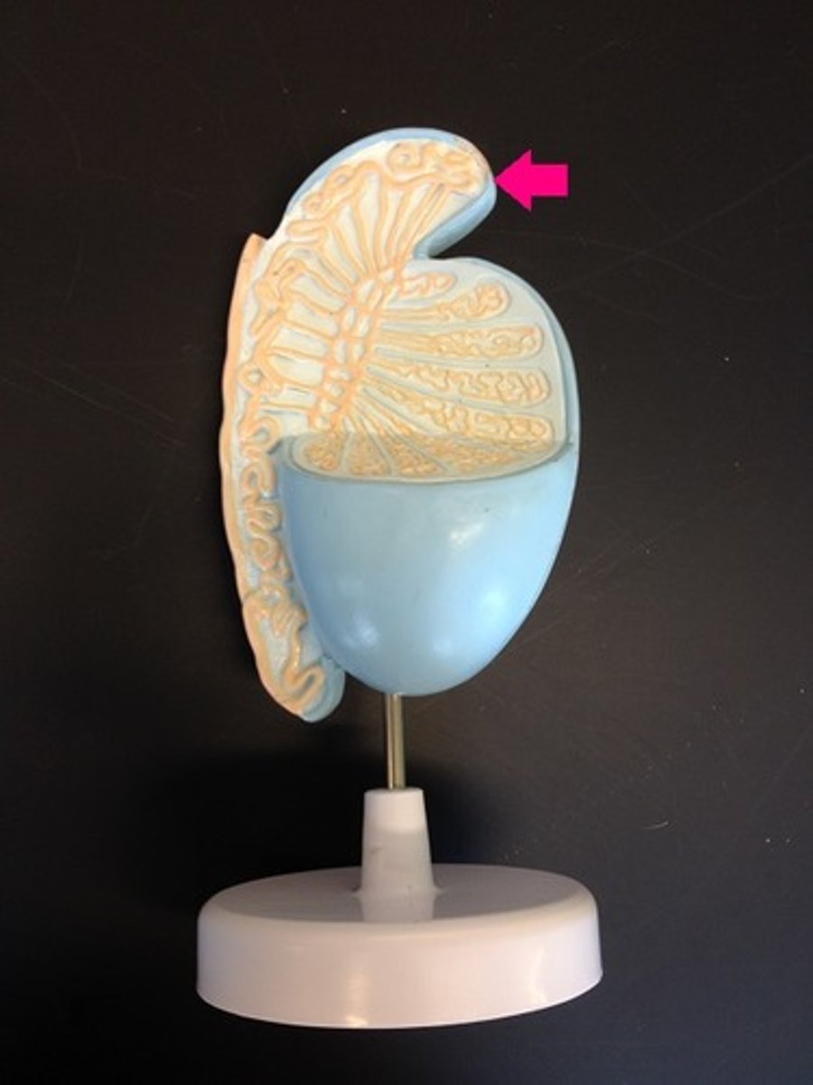<p>Identify the organ.</p>