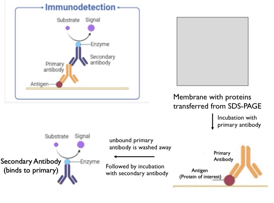 <p>An optional step after SDS PAGE to identify a specific protein. Used to confirm the protein band is a protein of interest and not just another protein of the same size. Press gel against membrane and the proteins will move from the gel to the membrane. A primary antibody will be mixed with this membrane and bind to the antigen (your protein of interest). Unbound antibodies will be washed away. Then, a secondary antibody will bind to the primary antibody and send a signal. Secondary antibody can bind to the constant regions on the primary antibody.</p>