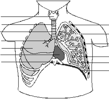 <p>Label the diagram</p>