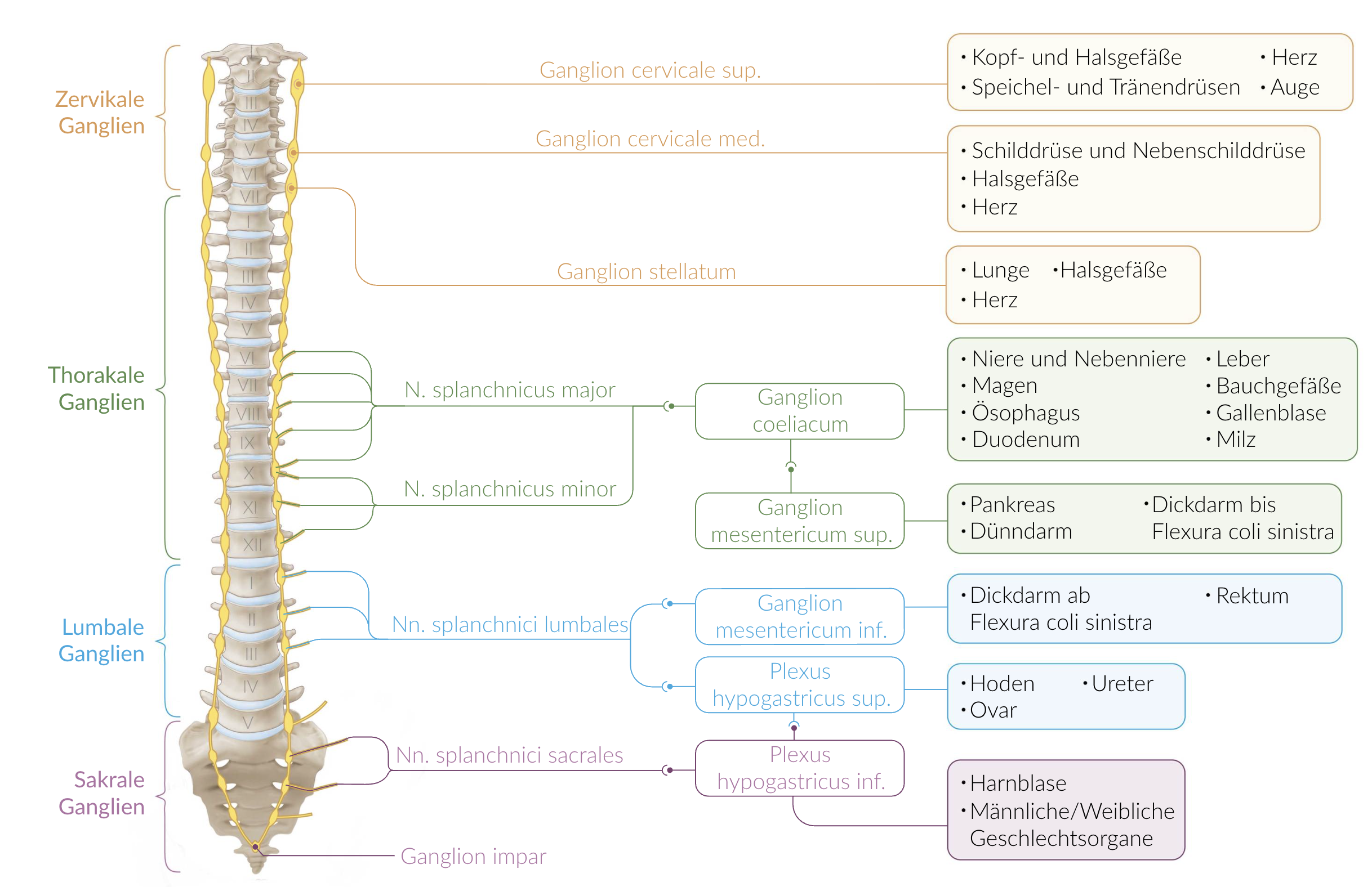 <p>A. Celiac plexus (Plexus coeliacus)</p>