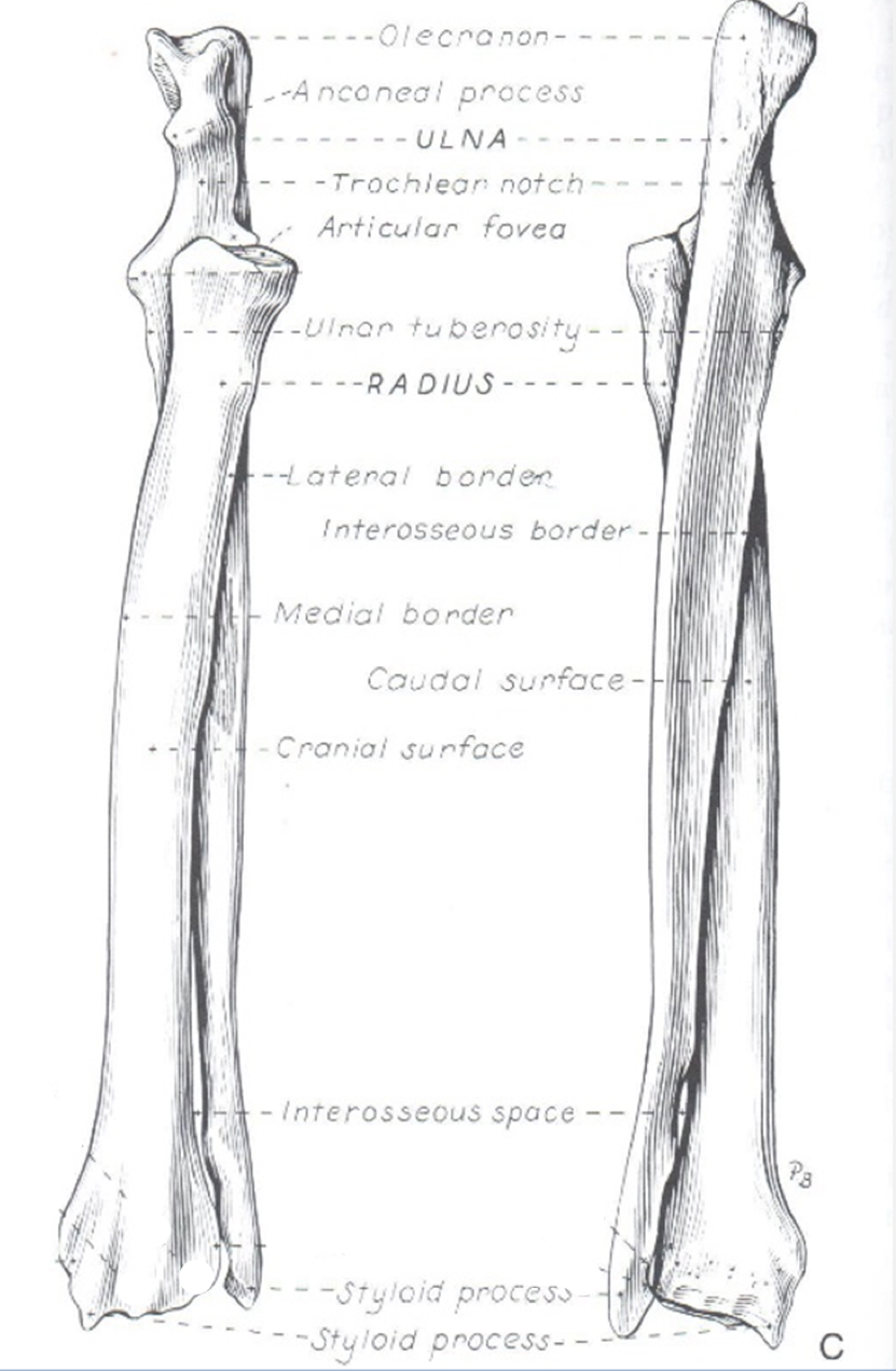 <p>The radius is craniomedial to the ulna proximally and craniomedial to the ulna distally</p>