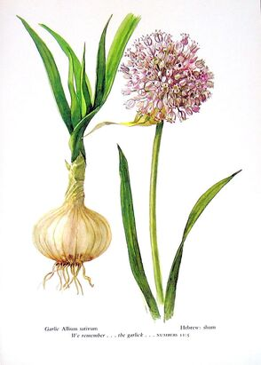 <p>Allium sativum</p>