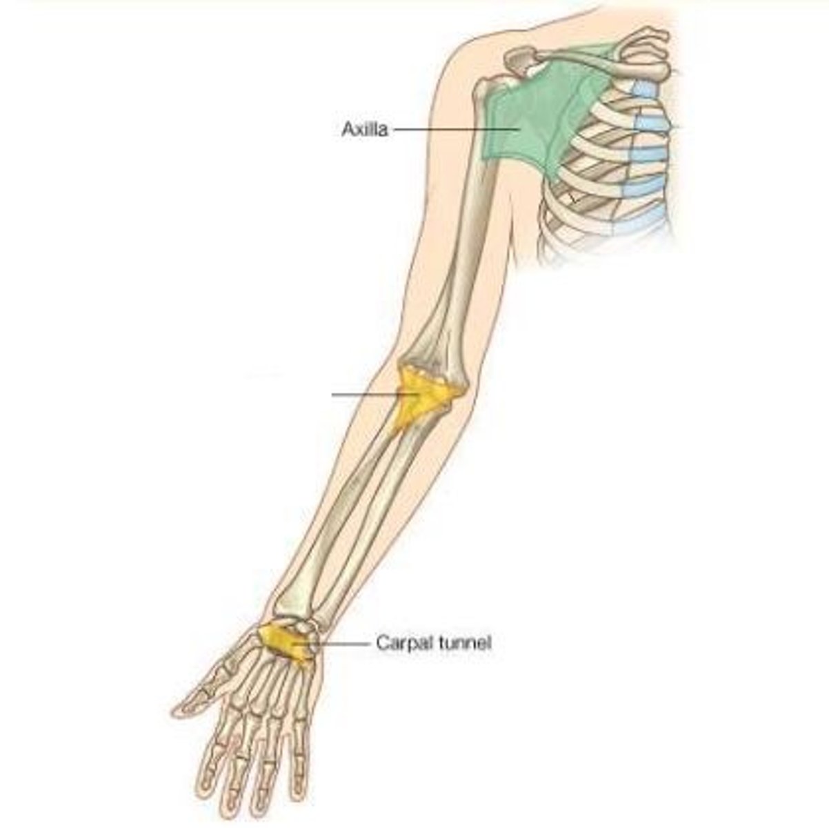 <p>Cubital fossa</p>