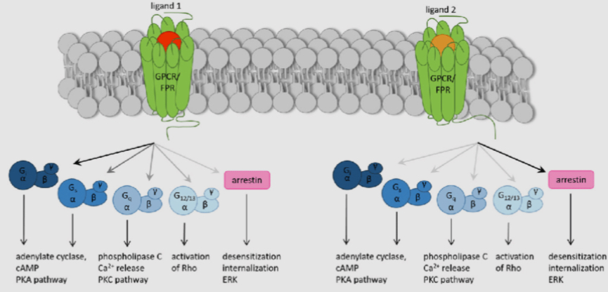 <ul><li><p>it is when a ligand causes a metabotropic receptor to preferentially activate one type of intracellular G protein, whereas another ligand at the same receptor might preferentially activate a different G protein </p></li><li><p>It all relates to how the ligand binds to the receptor </p></li></ul><p></p>