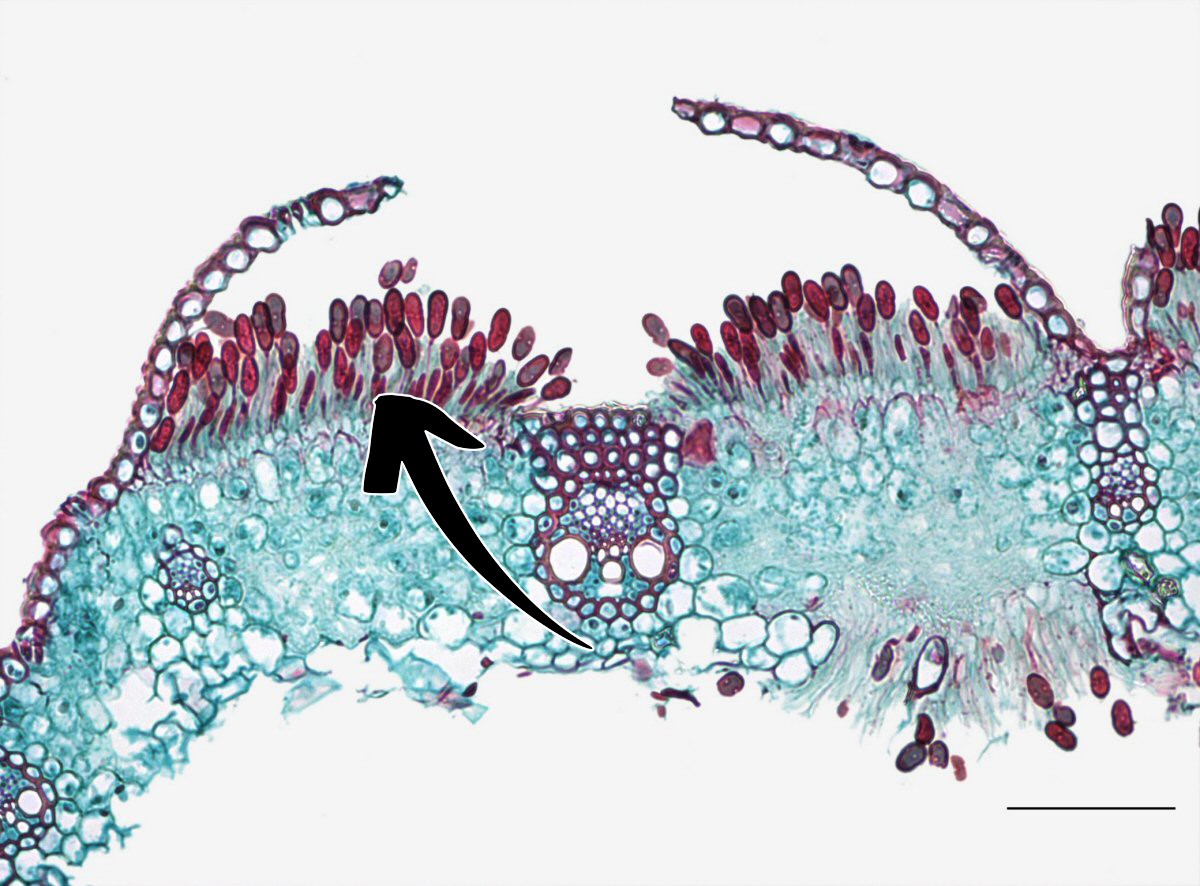 <p>Puccinia graminis: Vad indikerar pilen på för struktur + spor?</p>