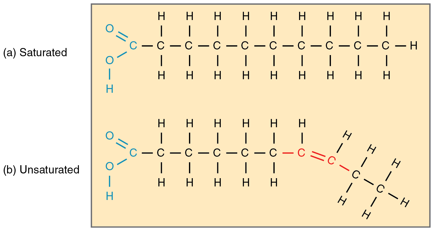 <p>saturated fats: no double bonds and solid at room temperature</p><p>Unsaturated fats: one or more double bonds and liquid at room temperature</p>