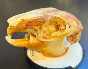 <p>Common Name?</p><p>Family?</p><p>Scientific Name?</p>