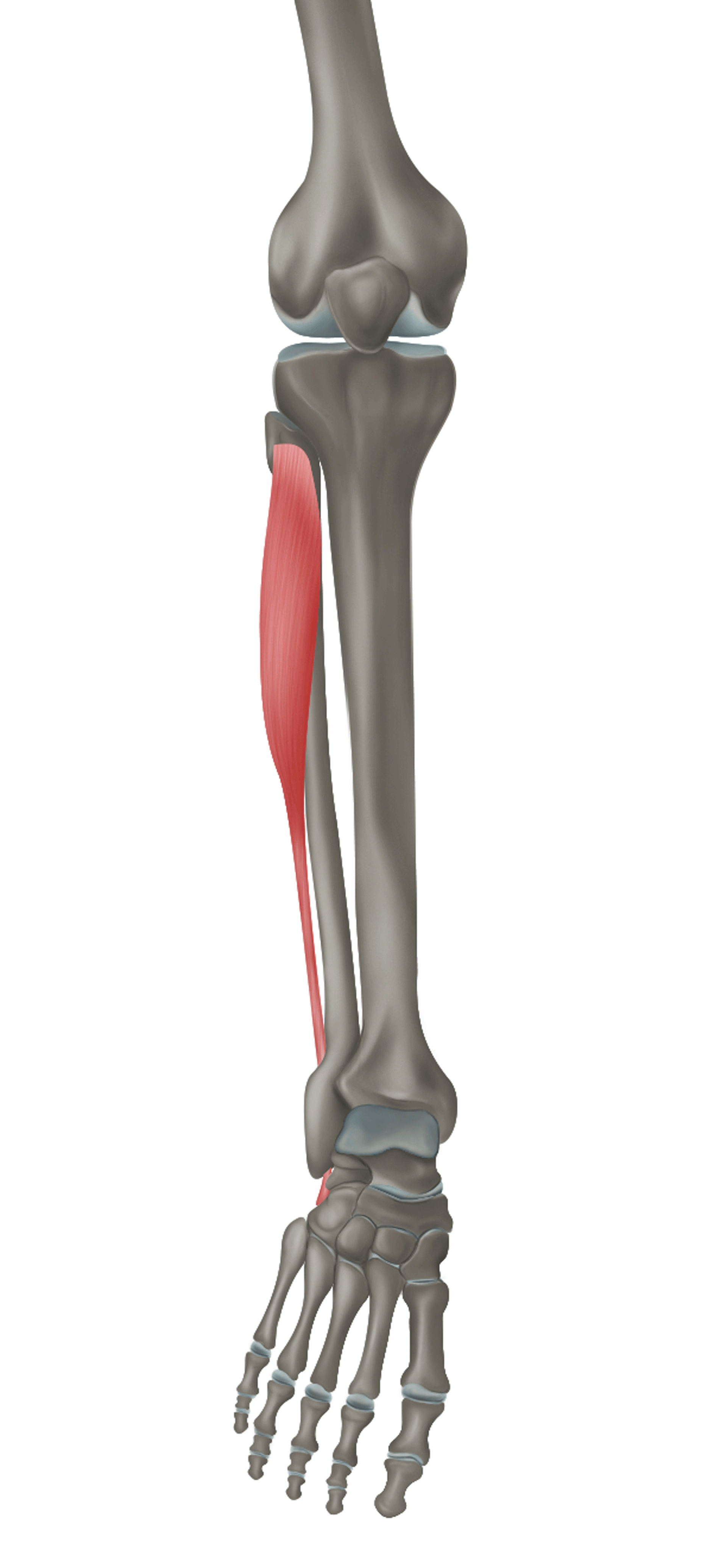 <p>m. fibularis longus - ÚPON</p>