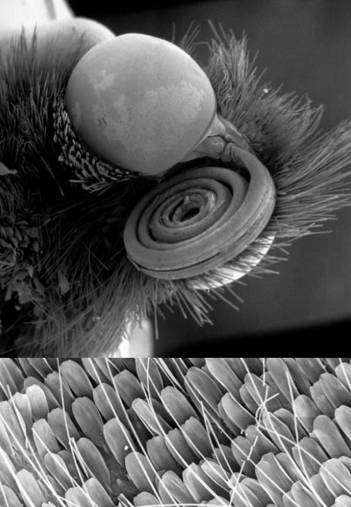<p>scales are modified and flattened setae</p>