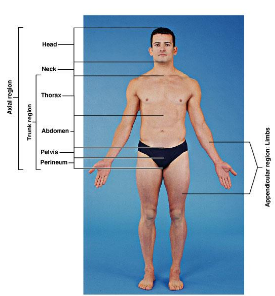 <p>The main axis of the body. Head, neck, thorax, abdomen, pelvis and perineum (<span>region of the body between the pubic symphysis (pubic arch) and the coccyx (tail bone))</span></p>