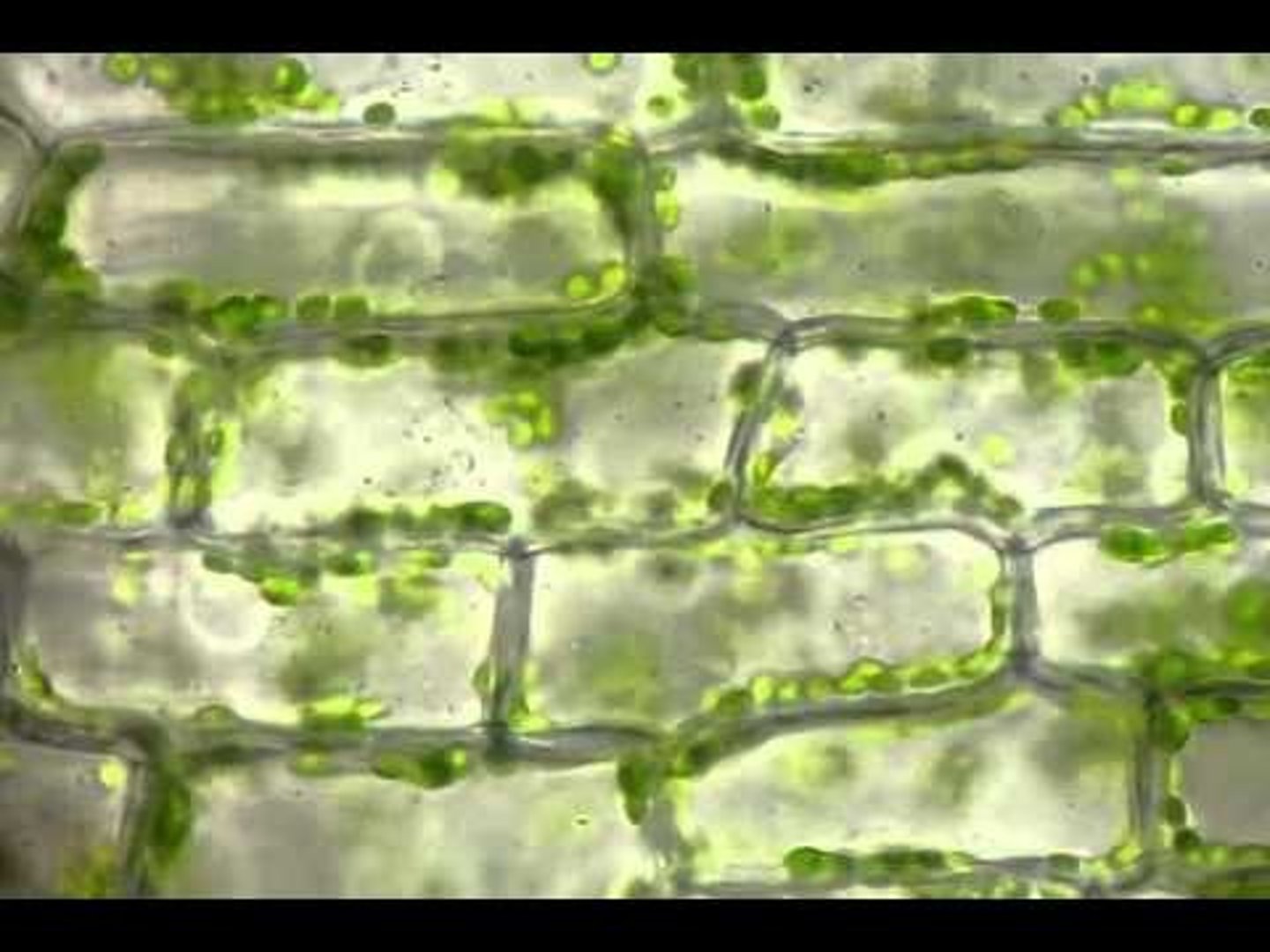 <p>The basic unit of all living things</p>