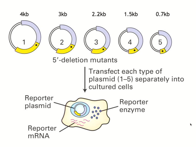 <ul><li><p>Expression vector will be taken up, and, when transcription starts to happen, that cell will make the mRNA that corresponds to the reporter, that mRNA will be translated and then give rise to whatever protein the reporter encodes for</p></li><li><p>The amount of product made should correlate with how well that mRNA is produced</p></li><li><p>Then you can quantify that particular reporter gene product</p></li></ul><p></p>