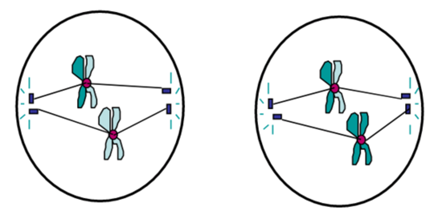 <p>The first phase of meiosis II in which centrioles appear, spindle fibers form and chromosomes begin migrating to the midline of the cell; identical to mitotic prophase except in meiosis I the number of chromosomes was reduced by half</p>