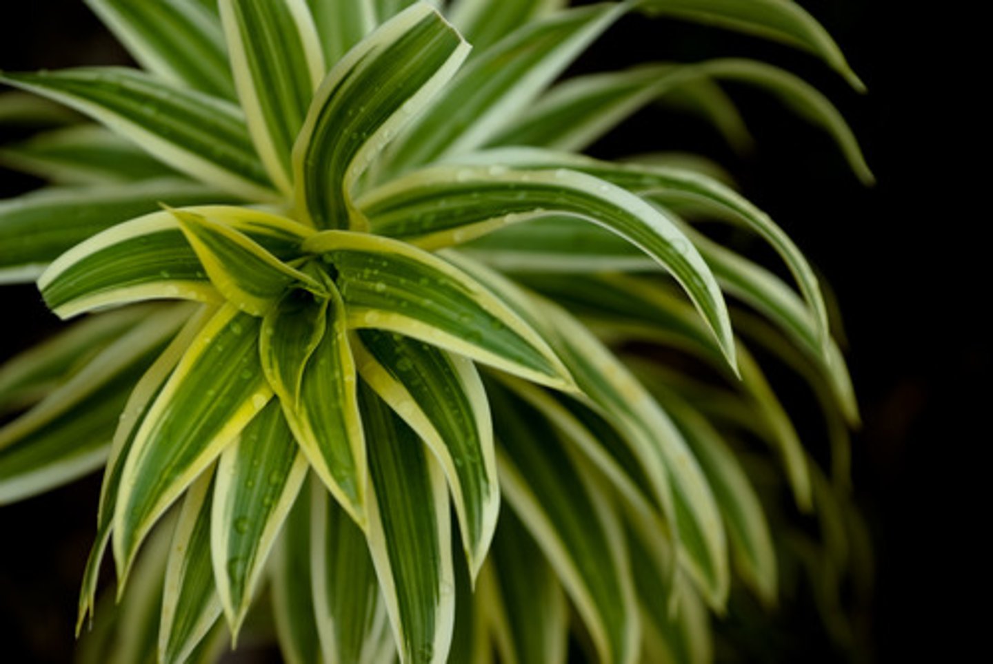 <p>the plant</p>