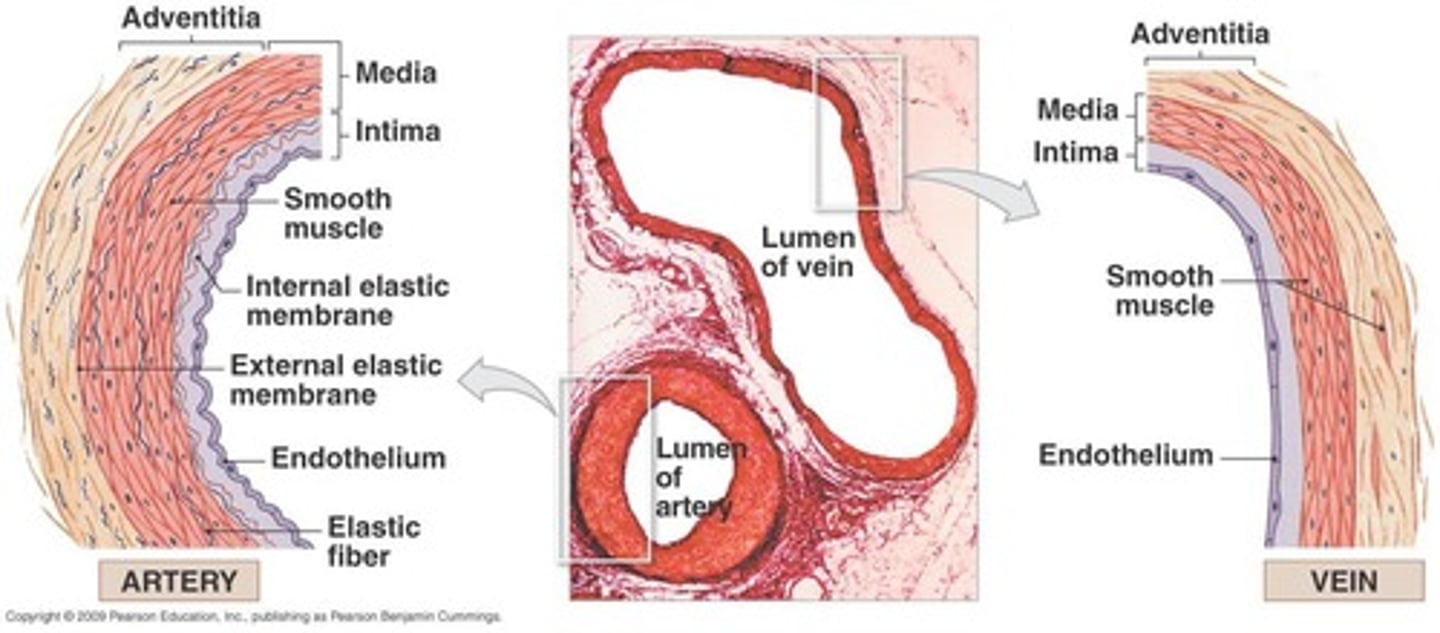 <p>Tunica intima (inner layer), tunica media (middle layer), and adventitia (outer layer).</p>