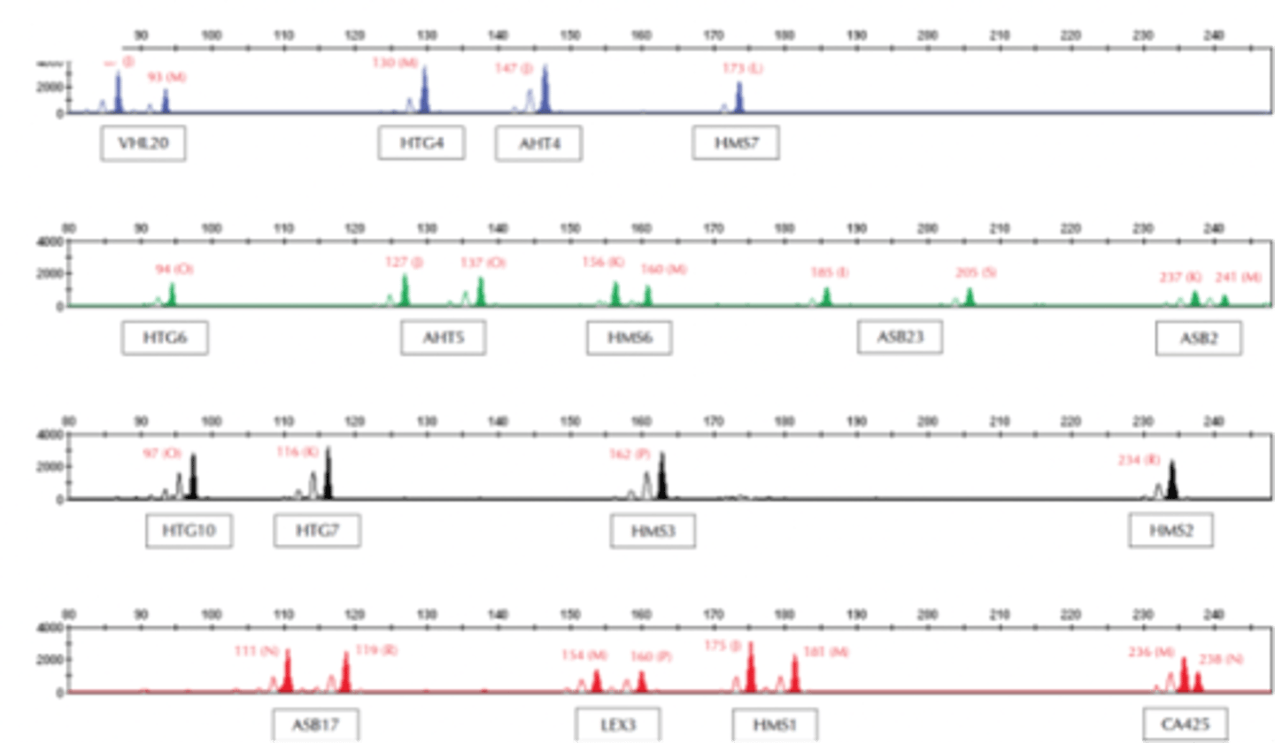 <p>- each microsatellite has a unique range</p>