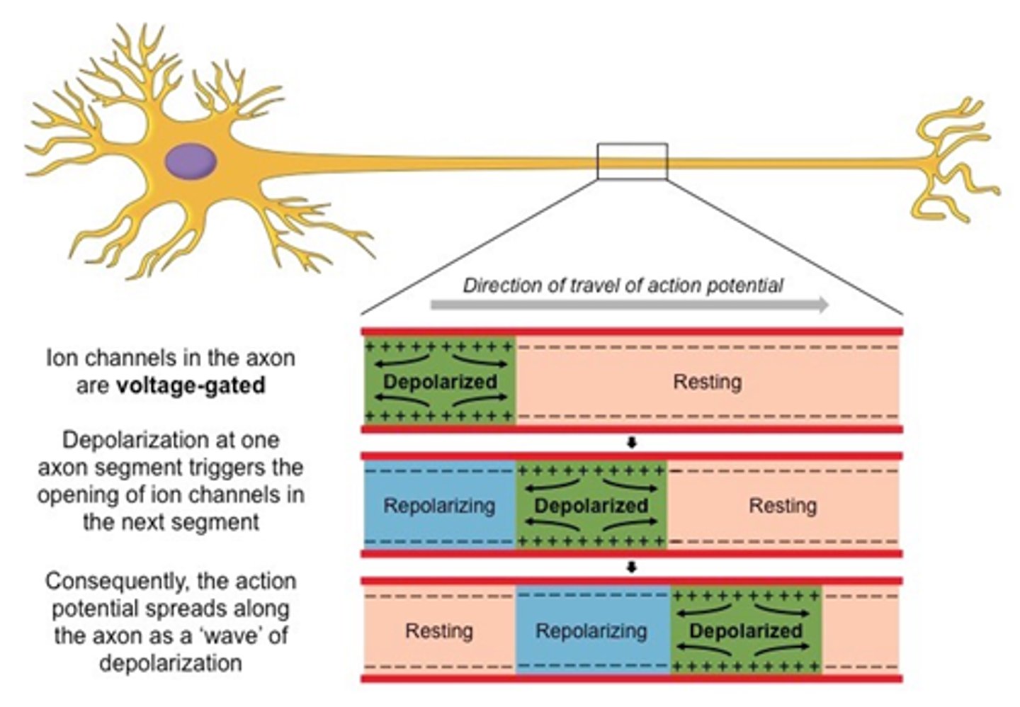 <p>the propagation of action potential relies on a phenomena called local current</p><p>--&gt; this is the process by which Na+ moves within neuron to generate action potentials in neighboring regions of the membrane</p><p>1. Na+ enters membrane through a channel during depolarisation</p><p>2. Na+ diffuses to both neighbouring sides of the channel from which the ion entered from</p><p>--&gt; this movement is called local current</p><p>3. Na+ moving through local current bring their positive charge to neighbouring regions of the membrane</p><p>--&gt; makes neighbouring membrane potential rise from -70mV</p><p>4. if charge in adjacent regions rises to threshold potential of -50mV, voltage gated Na+ channels open in that region causing an action potential</p><p>5. process repeats causing a wave of action potentials along the membrane</p>