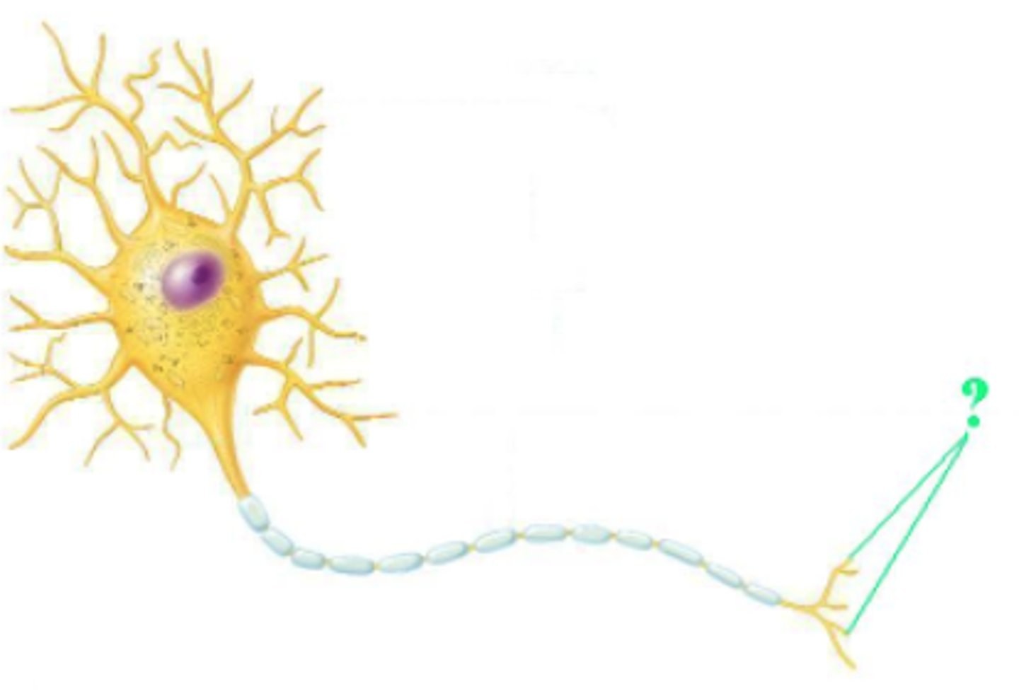 <p>axon terminal</p>
