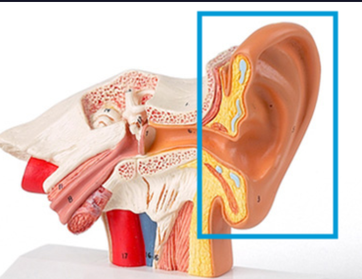 <p>External portion of the ear</p>