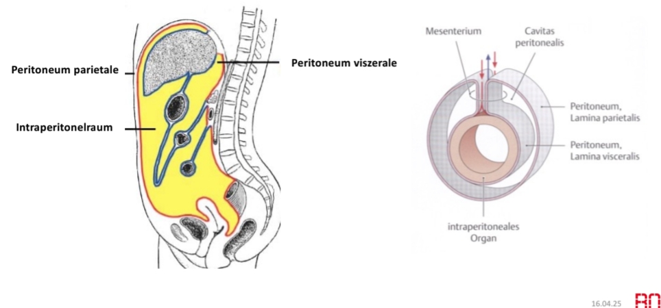 <ul><li><p>sind vollstänig it Periotoneum überzogen</p></li><li><p>sind über das Meso an der Bauchhinterwand befästigt</p></li><li><p>sind gut beweglich, verschiebbar und können größe ändern</p></li><li><p>sind über die vordere bauchwand gut erreichbar</p></li></ul>