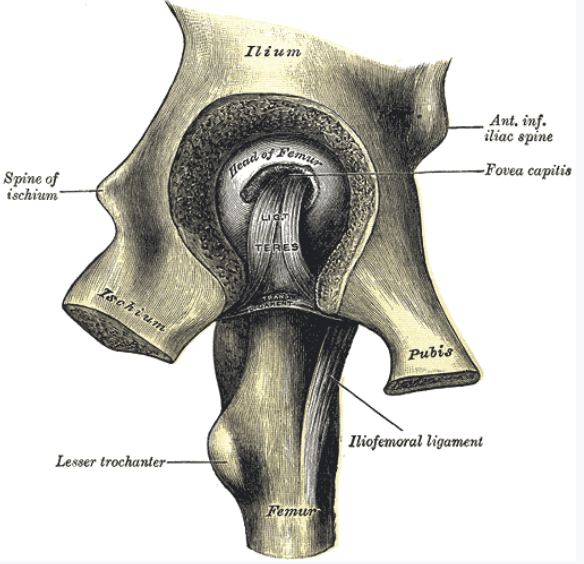 <p><span style="background-color: transparent;">Ligamentum Teres</span></p>