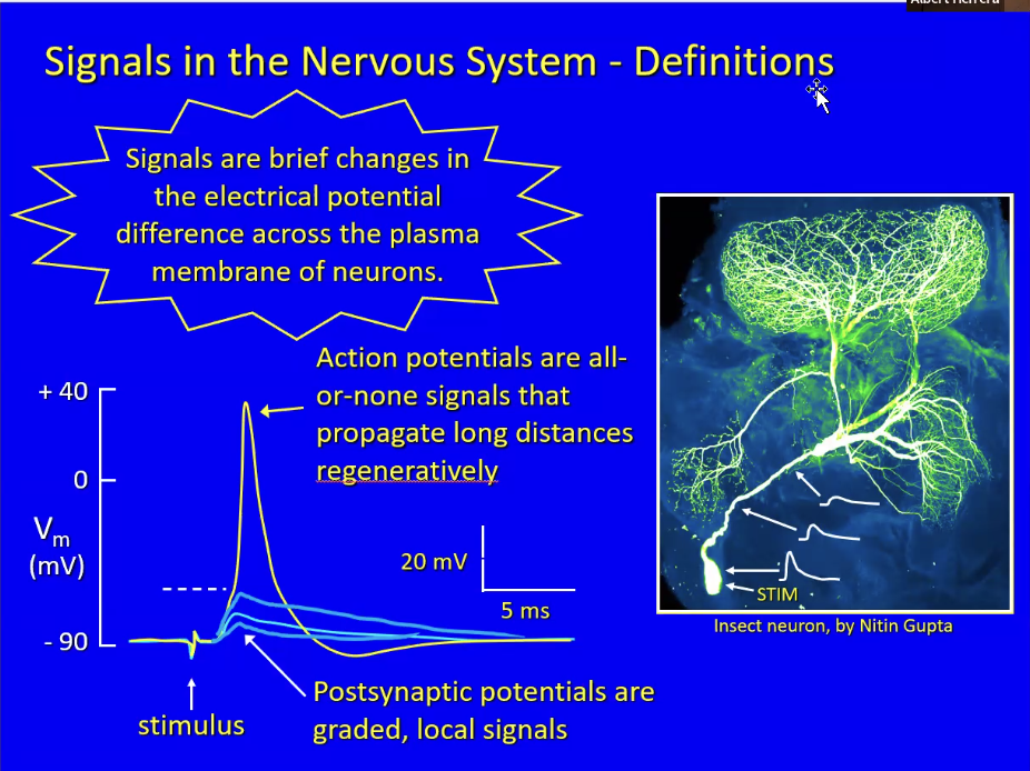 Graph shows the electrical potential difference across a membrane