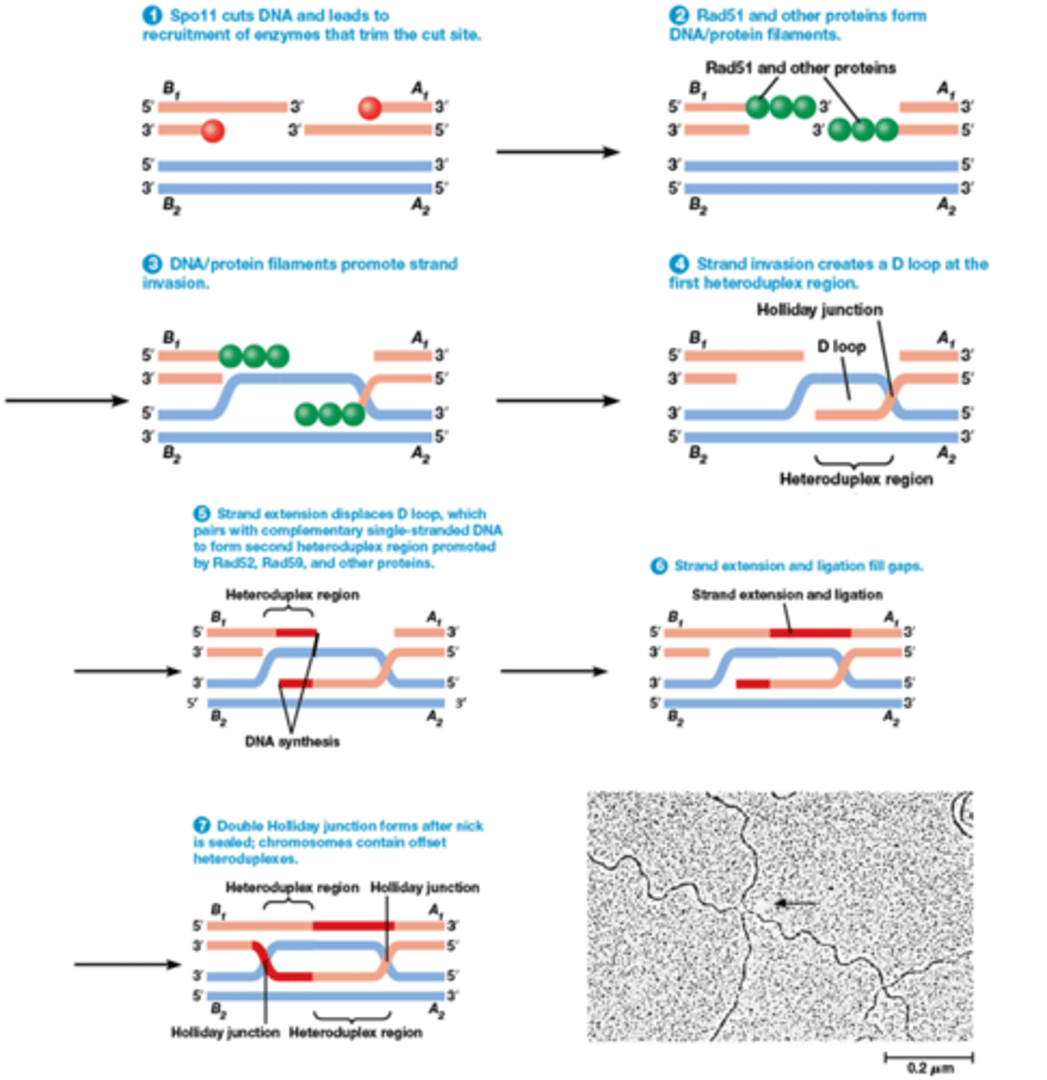 <p>tijdens de meiose komt een endonuclease (Spo11) tot expressie die breuken creëert</p><p>Zelfde principe als de vorige slide over homologe recombinatie, hier gebeurt het gewoon tussen 2 niet-zusterchromatiden</p><p>1. Spo11 knipt DNA</p><p>Nuclease trimt de 5' uiteinden</p><p>2. Rad51 bindt</p><p>3. Beide strengen invaseren elkaar en binden complementair met elkaar</p><p>4. eerst een D loop daarna dubbele Holiday junctions worden gevormd: ze gaan kruisen waardoor ze niet meer uit elkaar kunnen gaan, ze zijn verstrengeld met elkaar door 2 fosfodiester bindingen die ontstaan</p><p>5. heteroduplex regio: dubbelstrengige DNA molecule met 2 strengen van verschillende oorsprong (blauw met oranje)</p><p>6. DNA polymerase en ligase om het te herstellen</p><p>7. Twee oplossingen voor dubbele holiday junctions: volgend kaartje</p>