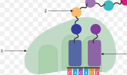 What is each section of the ribosome?