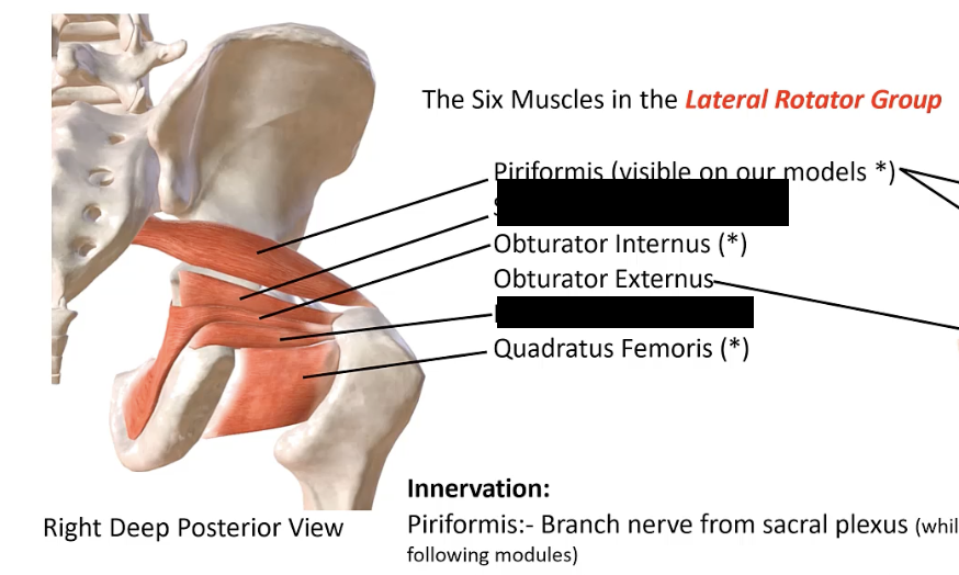 <p>A small muscle in the gluteal region, originating from the ischial spine and inserting into the greater trochanter of the femur. Located between the piriformis and obturator internus. </p>