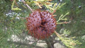 <p>Cedar-Apple Rust</p>