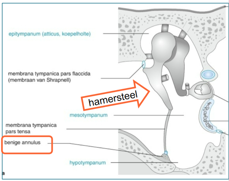 <ol><li><p>buitenste laag: huidlaag continu met huid benig UGG</p></li><li><p>middenste laag: bindweefselvezel loopt door tot annulus fibrocartilagineus, waarmee trommelvlies in een richeltje ligt in benig UGG=&gt; stevigheid en elasticiteit van membraan</p></li><li><p>binneste laag: slijmvlies = slijmvlies trommelholte</p></li></ol><p></p>