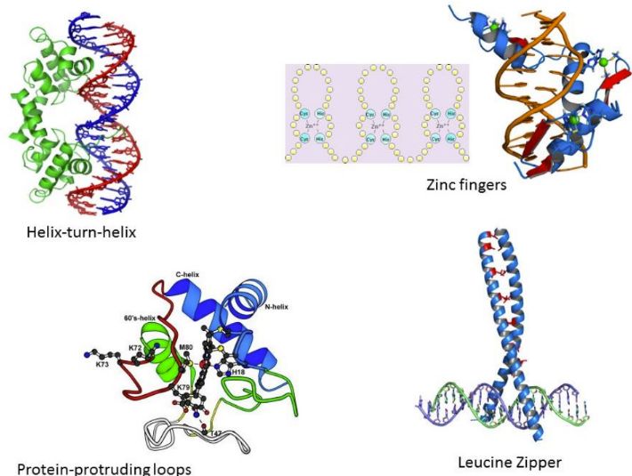 <p><span>bind to the major groove based on the protein’s amino acid side chains&nbsp;(a recognizable, recurring 3D arrangement of secondary structure elements, such as helices and sheets, connected by loops)</span></p><ul><li><p class="Paragraph SCXW54767880 BCX0" style="text-align: left"><span>Found in transcription regulators&nbsp;</span></p></li></ul><p class="Paragraph SCXW54767880 BCX0" style="text-align: left"><span>Common motifs: &nbsp;</span></p><ol><li><p class="Paragraph SCXW54767880 BCX0" style="text-align: left"><span>Helix-turn-helix = 2 alpha helices with a recognition sequence&nbsp;</span></p></li></ol><ul><li><p class="Paragraph SCXW54767880 BCX0" style="text-align: left"><span>Homeodomains are a type of helix-turn-helix&nbsp;</span></p></li></ul><ol start="2"><li><p class="Paragraph SCXW54767880 BCX0" style="text-align: left"><span>Zinc fingers = DNA binding proteins with a zinc (unique) moiety&nbsp;</span></p></li></ol><ul><li><p class="Paragraph SCXW54767880 BCX0" style="text-align: left"><span>zinc can hold alpha helix and beta sheet together&nbsp;</span></p></li></ul><ul><li><p class="Paragraph SCXW54767880 BCX0" style="text-align: left"><span>Zinc fills a two-alpha helix protein&nbsp;</span></p></li></ul><ol start="3"><li><p class="Paragraph SCXW54767880 BCX0" style="text-align: left"><span>Protein protruding loops = &nbsp;</span></p></li></ol><ol start="4"><li><p class="Paragraph SCXW54767880 BCX0" style="text-align: left"><span>Leucine zippers = &nbsp;</span></p></li></ol><p></p>