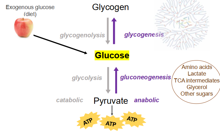 <p>Glucose Metabolism</p>