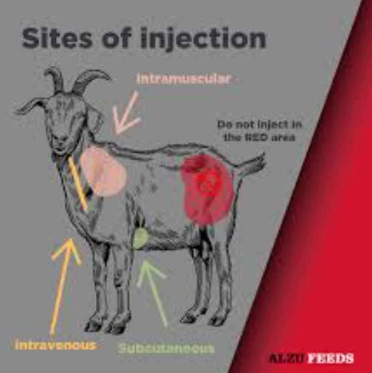 <p>similar to cow, mainly on and around neck</p><p>SQ = armpits or flank</p><p>IM = neck (avoid jugular), can do hind leg but want to avoid because of meat cuts</p>