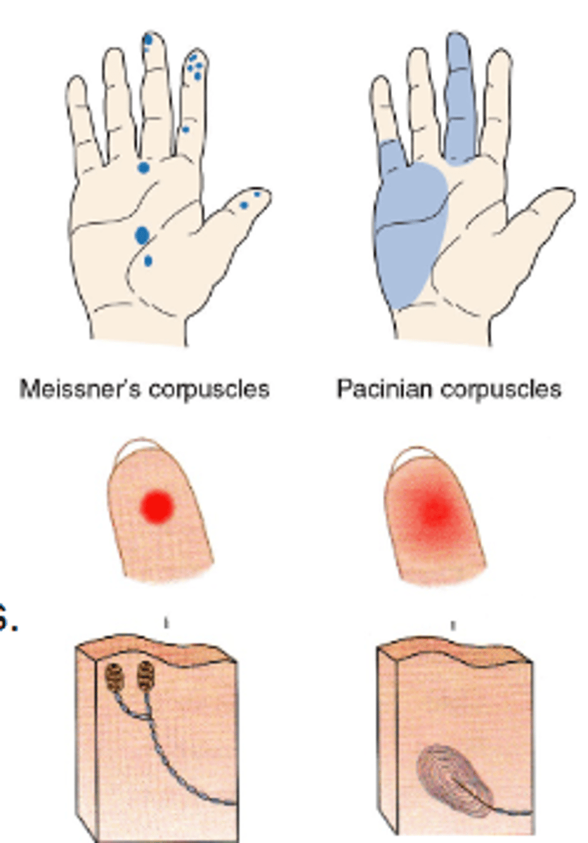 <p>Varies by shapes and size, related to anatomy and branching characteristics of underlying receptor cells. <br><br>Different receptor types provide different degrees of precision w/ regards to touch location.</p>